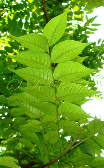  Leaf